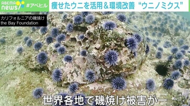 磯焼けを起こす“駆除ウニ”を立派な食用に ウニノミクスが目指す環境改善×ビジネス これからは「ゴミ=資源」の視点が必要に?