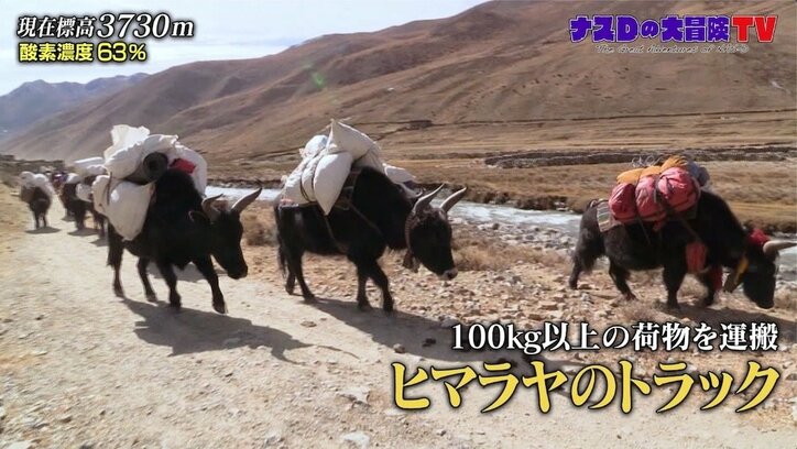 「ヤクがいなければ生きていけない」ナスD、ヒマラヤ・ドルポ地方で暮らす人々の暮らしを調査