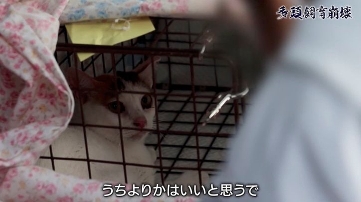 「2匹の猫が30匹に…」社会的孤立、高齢化、貧困問題が生む“多頭飼育崩壊”の現実