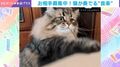 「このリズムなんだよなー」 ダンボールで音楽を奏でる猫…“マジメな顔してふざける”姿に「かわいい～」「セッションお願いします」など反響