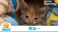 【映像】回転しながら大きな鳴き声を上げる保護猫