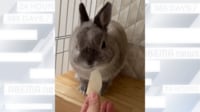 【映像】梨を渡されたうさぎの拒否反応