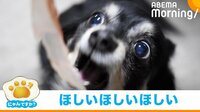 犬がクールな表情→大興奮 “かつお節”を目の前に豹変