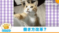【映像】残業を取り締まる猫上司