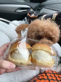 内海和子『成城石井のマリトッツオ』