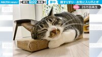 【映像】一瞬で“骨抜き”にされた猫