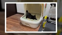 兄猫の訴え「アイツなんとかして」