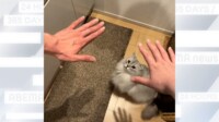 【映像】ママとパパの手を見比べて、どちらにタッチするか悩む猫