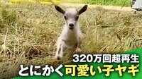 【映像】飼い主を見失いパニックの子ヤギ 見つけた瞬間に“駆け寄る姿”に反響