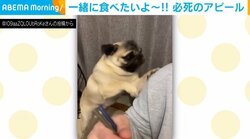 人間だけズルいよ〜! “カリカリ圧”で食事をアピールする犬の姿に「父ちゃん、俺にも！俺にも！と言ってそう」と話題