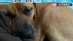 衝撃！「美輪明宏さんの笑い声」を出せる犬がネット上で話題に　実際に聞いてみると「予想以上に美輪さん」「聞いたら忘れられない」