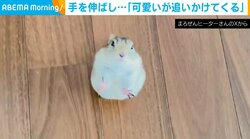 ジリスが必死に「開けて～」アピール 手を伸ばして追いかけてくる姿に飼い主メロメロ