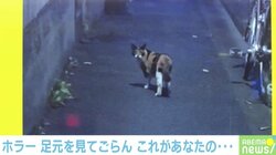 「見ただけで腰抜けた」猫が振り返って…“ホラーゲームの導入”のような一本道に大反響