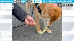 断固拒否！葉っぱを噛んで離さない柴犬の“すごい形相”に「必死すぎるお顔がまた可愛い」「歌舞伎？笑」