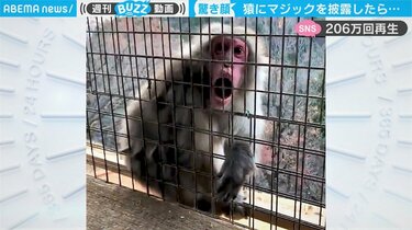 野生の猿にマジックをしてみたら「リアクションが秀逸」「驚愕しすぎ