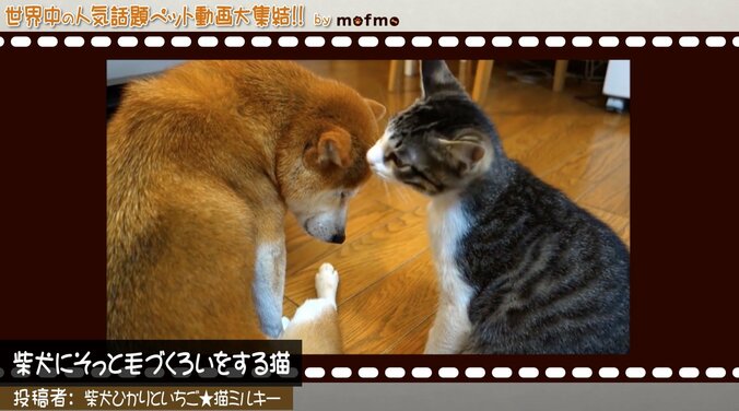 「手の上で熟睡中ニャ」可愛い猫＆犬が大集結 『mofmo』とのコラボ番組をAbemaTVで放送 2枚目