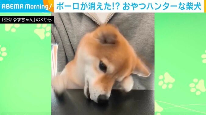 柴犬のゆずちゃん