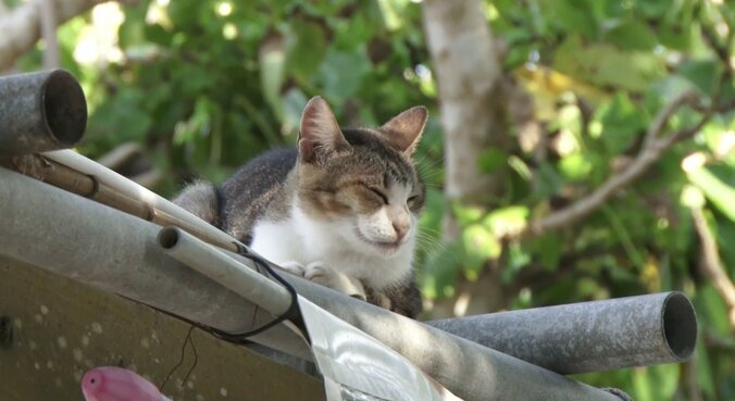天使さんかな？  沖縄の島々で美猫に遭遇ニャン！「美ら猫」シリーズ連続放送 6枚目