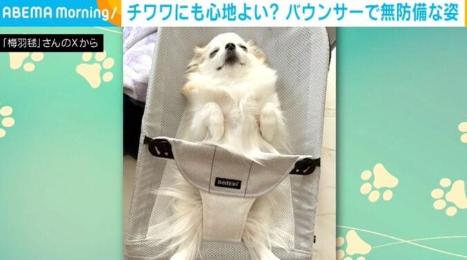 チワワの小羽ちゃん