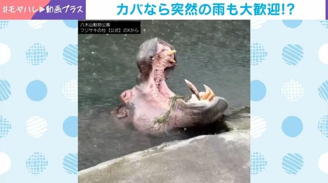 カバの「ベロ」