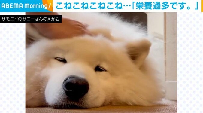 サモエドのサニーくん（5歳）