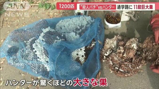 スズメバチハンターが驚くほどの大きな巣