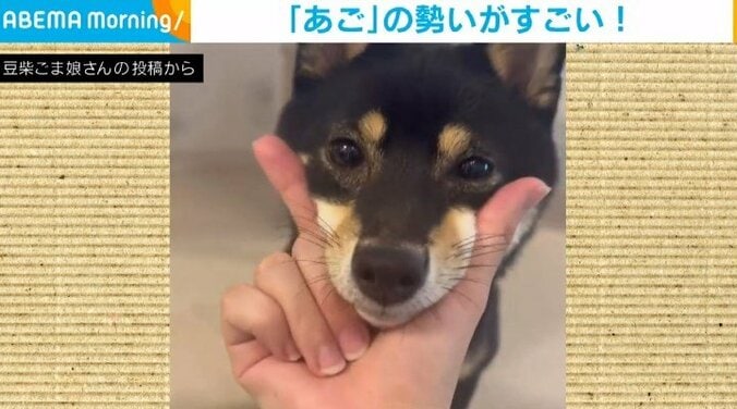 「お手」ならぬ「あご！」勢いよく乗せてくる柴犬の“キュート”な姿に「仕草がたまりません」「超〜お利口さん」と絶賛の声 1枚目