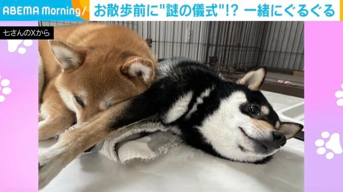 赤柴のジロウくんと黒柴のこつぶくん