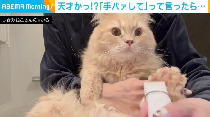 ラガマフィンのつきみくん