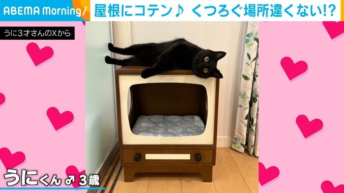 猫用ハウスの上で寝転がるうにくん