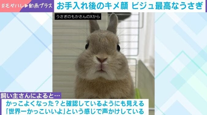 ウサギのもかくん