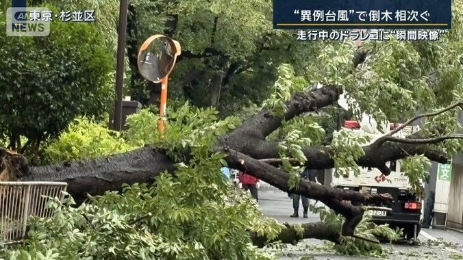 杉並区の倒木