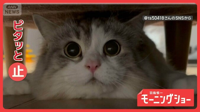 ズサー！ビタビタ「セーフにゃ？」　ヘッドスライディングする猫ちゃん　なぜ？ 1枚目