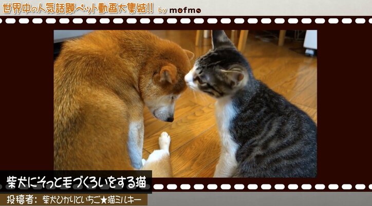 「手の上で熟睡中ニャ」可愛い猫&犬が大集結 『mofmo』とのコラボ番組をAbemaTVで放送