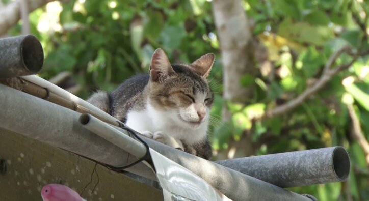 天使さんかな? 沖縄の島々で美猫に遭遇ニャン!「美ら猫」シリーズ連続放送