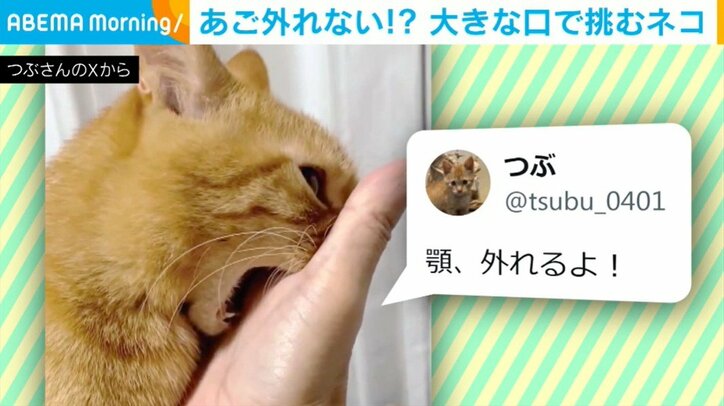 猫のつぶちゃん