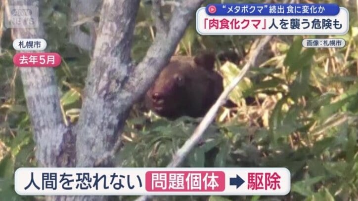 ブラフチャージ＝威嚇行動がみられた