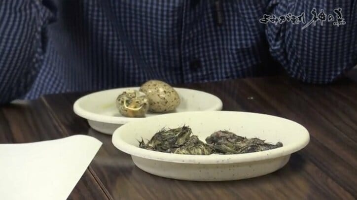 人を恐れない“神の鳥”をどう守り抜く？ ニホンライチョウ「復活作戦」が始動！