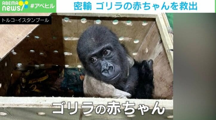 【写真・画像】不安そうにキョロキョロ “密輸寸前”のゴリラの赤ちゃん、救出の瞬間 トルコ　1枚目