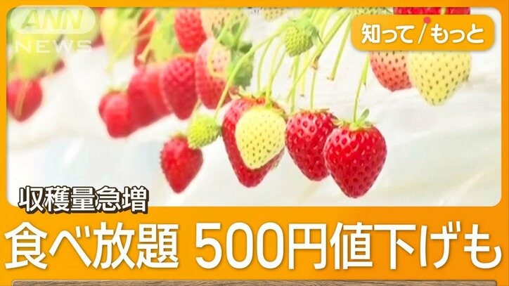 今イチゴがお得！　1パック170円販売も　好天続き「収穫量倍増」　食べ放題に殺到