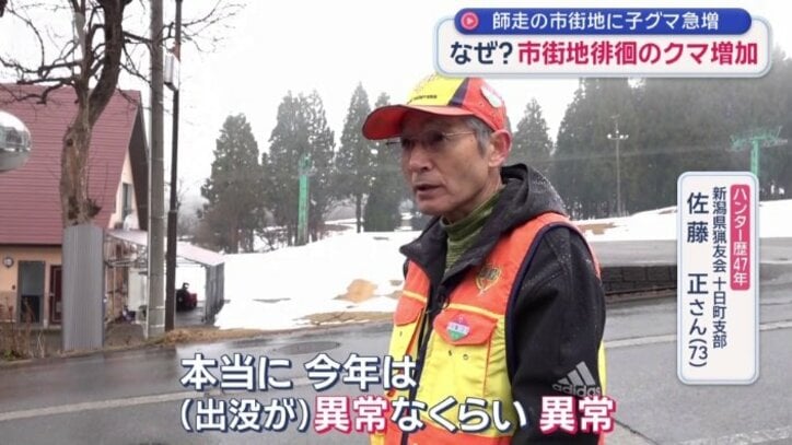 「7割8割が子グマ」