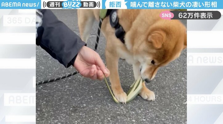 柴犬の「おだしくん」