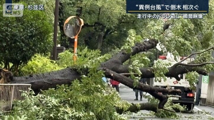 杉並区の倒木