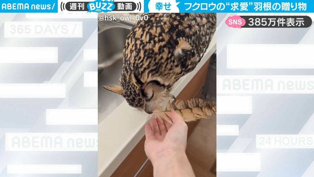 フクロウが自身の羽根を飼い主にプレゼント…目を閉じながら渡す“求愛