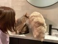 あいのり・桃、トイレに入ってくる愛猫たちを公開「可愛すぎない…？」