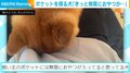 おやつ欲しさにポケットを探る柴犬 “豪快に”顔を突っ込む姿に「お菓子でてくるといいねー」「匂いが残ってるのかな」と話題