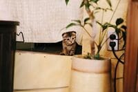 「家族が増えました」DreamAmi、猫を飼ったことを報告し話題