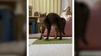 【映像】秒で豹変！戦闘モードの猫
