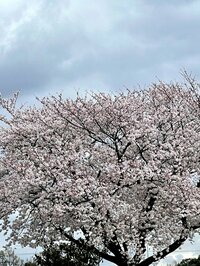 北斗晶『ここの坦々麺食べたことある❓』