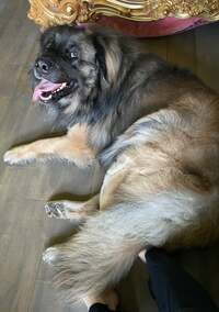 假屋崎省吾『愛犬のレオンが病気に‼️』